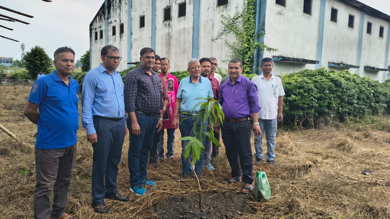 Tree Plantation Background